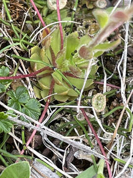 Image of whiplash saxifrage