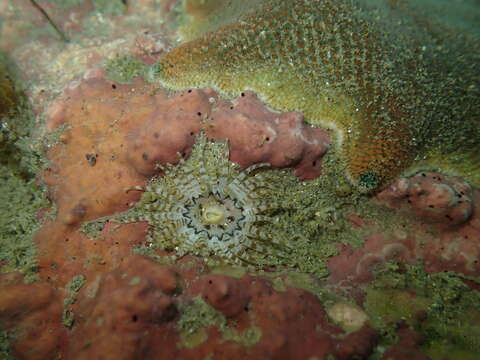 Image of Anthopleura rosea (Stuckey & Walton 1910)