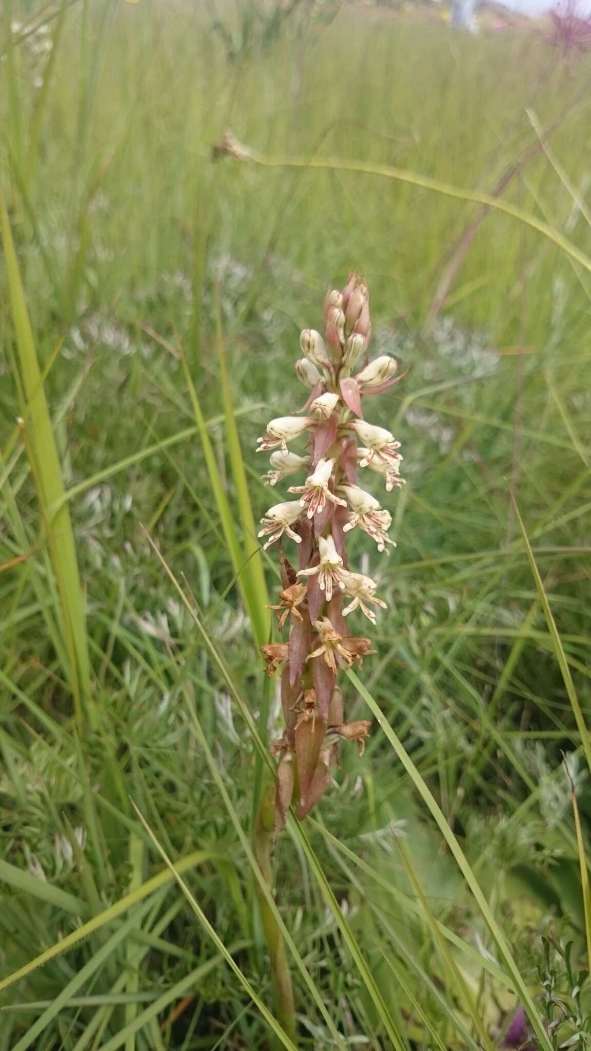 Image of Satyrium cristatum var. cristatum