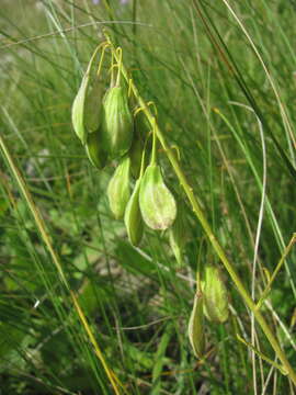 Imagem de Isatis caucasica (Rupr.) N. Busch