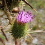 Image of <i>Cirsium <i>vulgare</i></i> subsp. vulgare