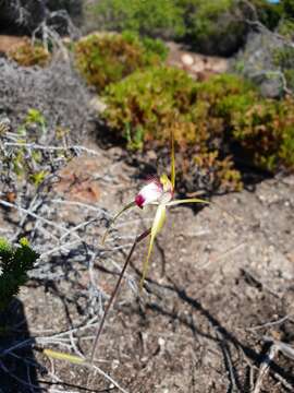 Image of Granite spider orchid