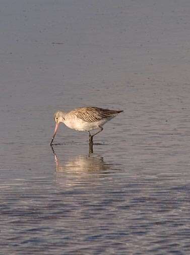 Image of Limosa lapponica baueri Naumann & JF 1836