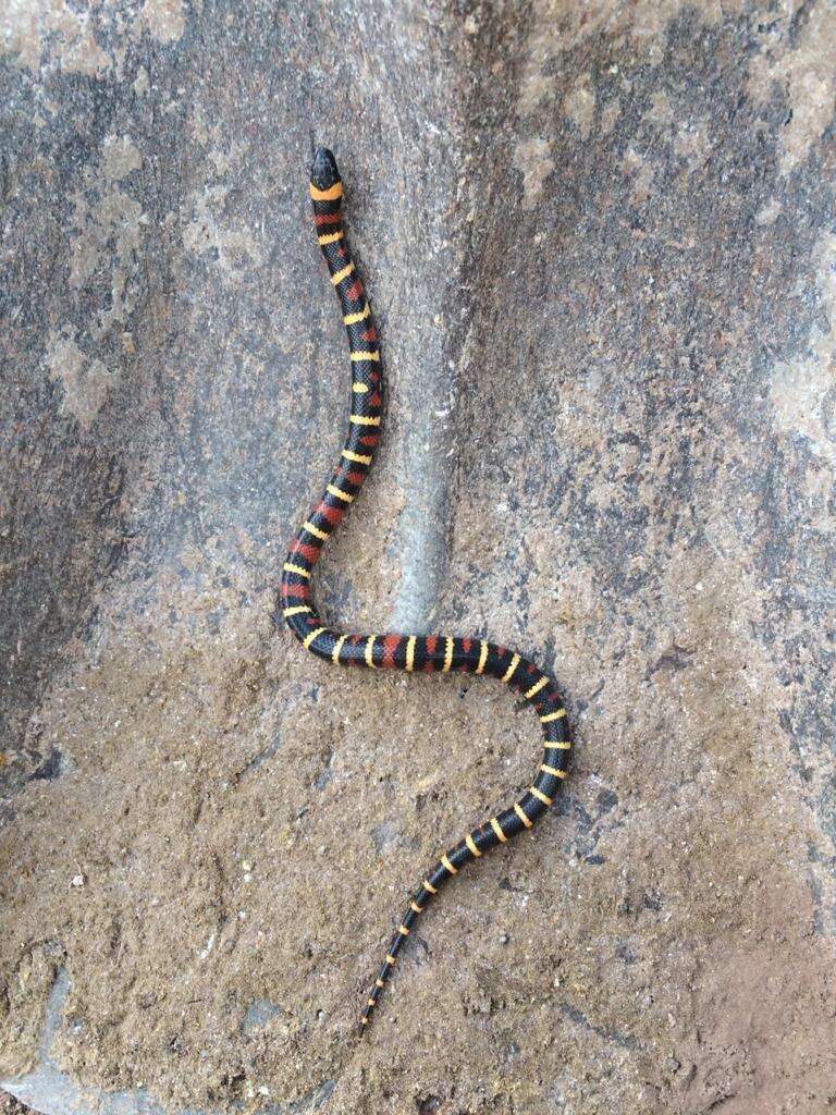 Image of Lampropeltis annulata Kennicott 1861