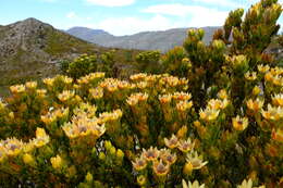 Image of Leucadendron nervosum Phillips & Hutchinson