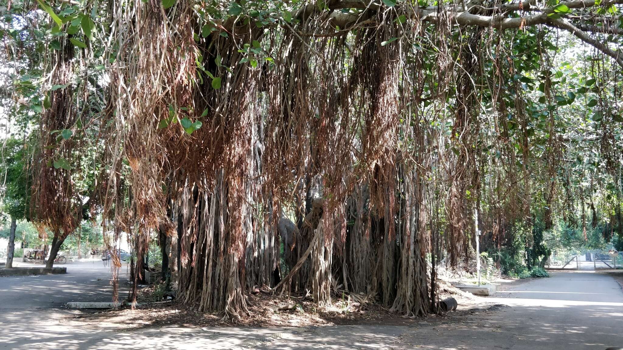 Imagem de Ficus benghalensis L.