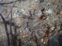 Image of cave-dwelling anemone