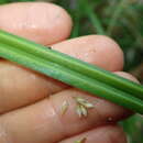 Image of Carex maorica Hamlin