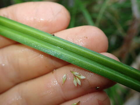 Sivun Carex maorica Hamlin kuva