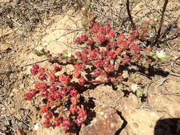 Image of slenderleaf iceplant