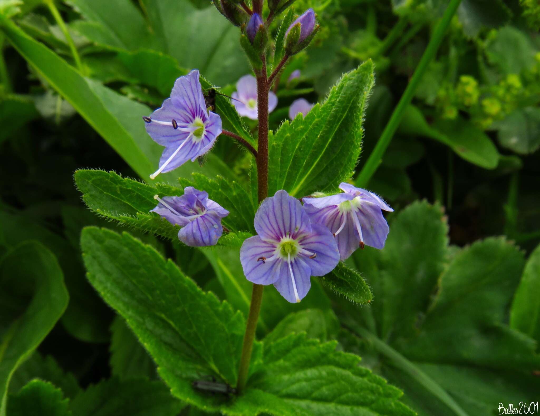 Image of Veronica ponae Gouan