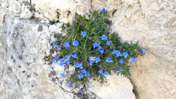 Plancia ëd Glandora rosmarinifolia (Ten.) D. C. Thomas