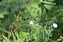 Image of Robyns' American-Aster