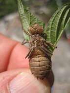 Image of Broad-tailed Shadowdragon