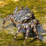 Image of marbled rock crab