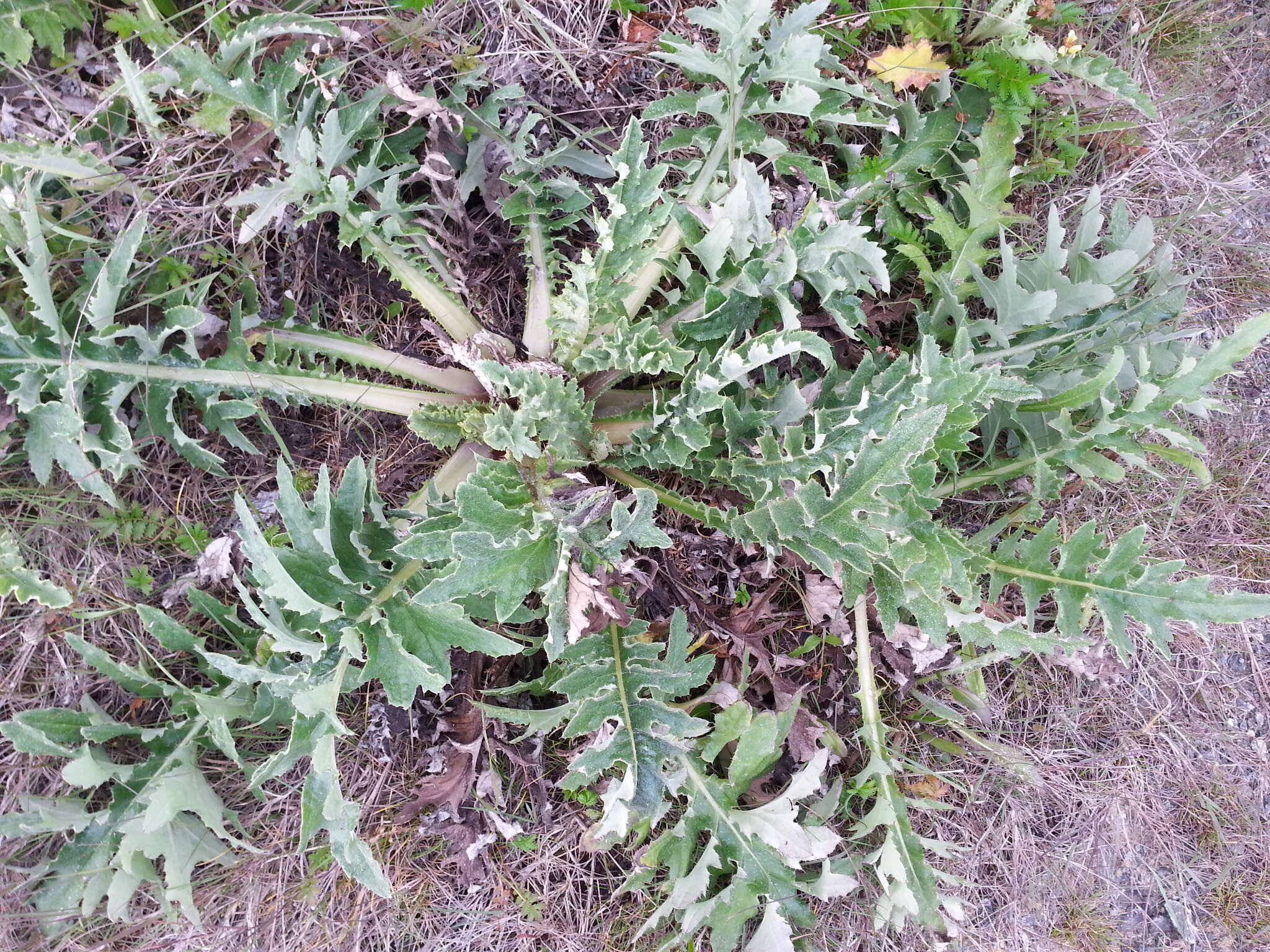 Image of Franciscan thistle