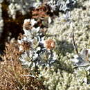 Image of Leucogenes leontopodium (Hook. fil.) Beauv.