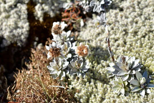 Sivun Leucogenes leontopodium (Hook. fil.) Beauv. kuva