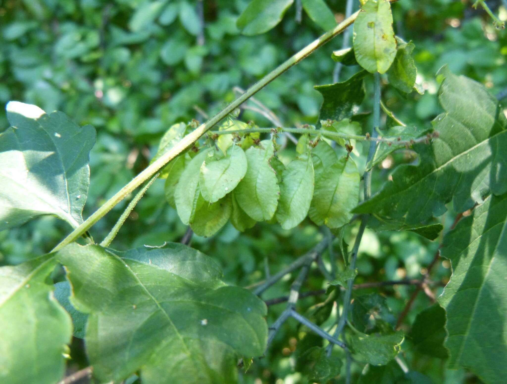 Image of urvillea