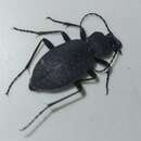 Image of Carabus (Diocarabus) opaculus Putzeys 1875