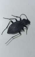 Image of Carabus (Diocarabus) opaculus Putzeys 1875