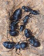 Imagem de <i>Camponotus amaurus</i>