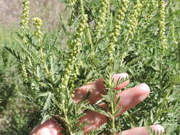 Image of Cuman ragweed