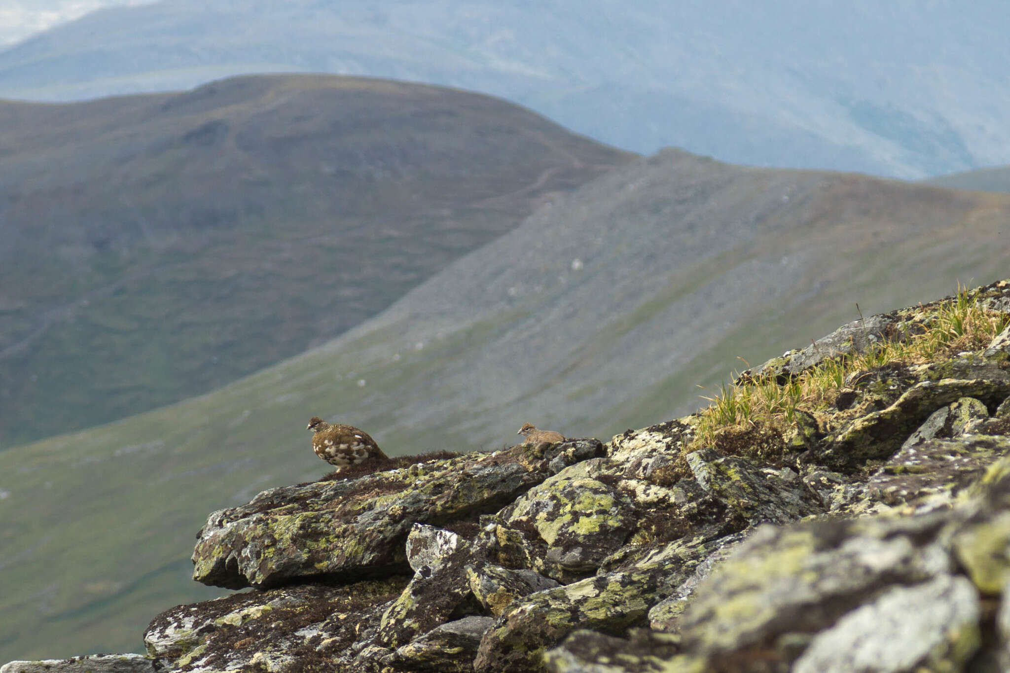 Imagem de <i>Lagopus muta komensis</i>