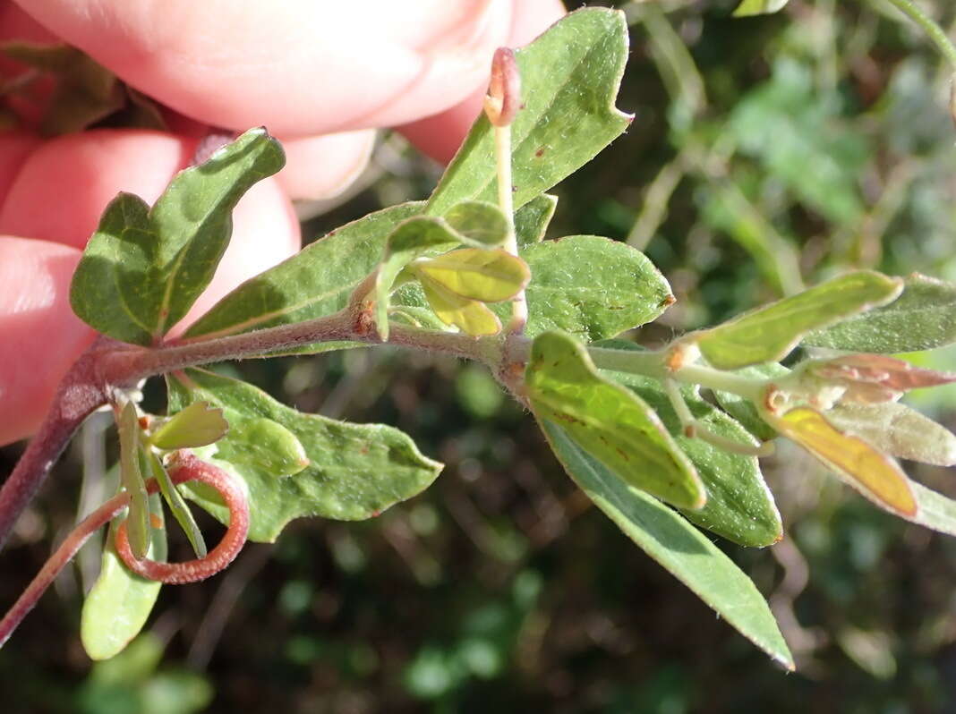 Image of Rhoicissus tridentata subsp. tridentata