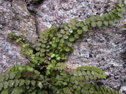 Plancia ëd Asplenium adulterinum Milde