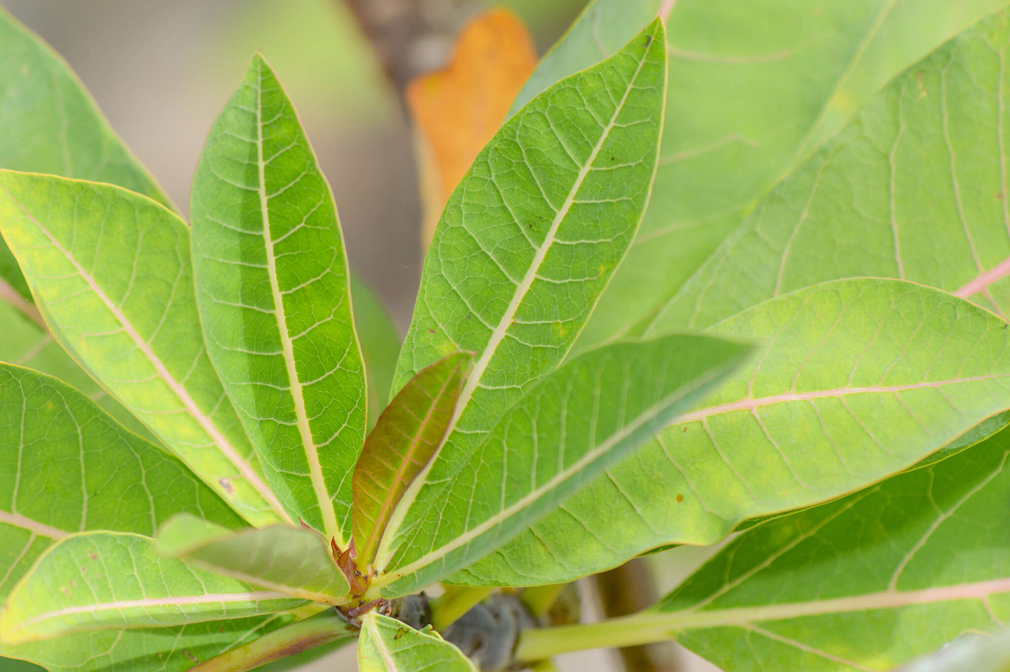 Image of Jatropha unicostata Balf. fil.