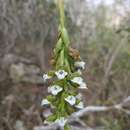 Sivun Aulosepalum hemichrea (Lindl.) Garay kuva