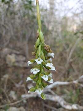 Imagem de Aulosepalum hemichrea (Lindl.) Garay