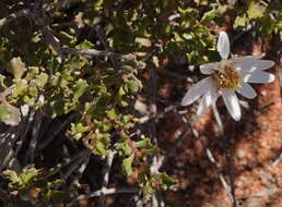 Image of Lime Daisy-bush