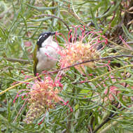 Image of White-throated Honeyeater