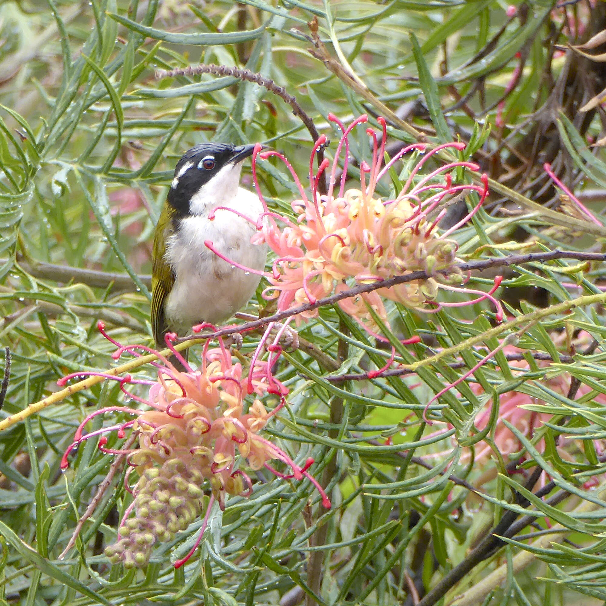 Image of White-throated Honeyeater