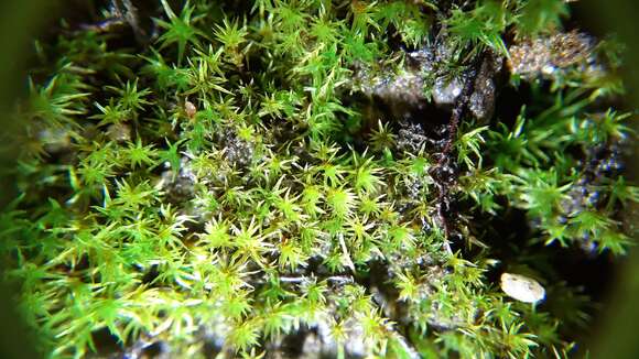 صورة Vinealobryum R. H. Zander