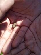 Image of Swat Green Toad