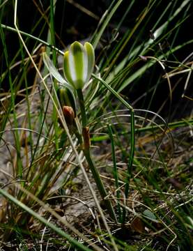 Image of Albuca humilis Baker