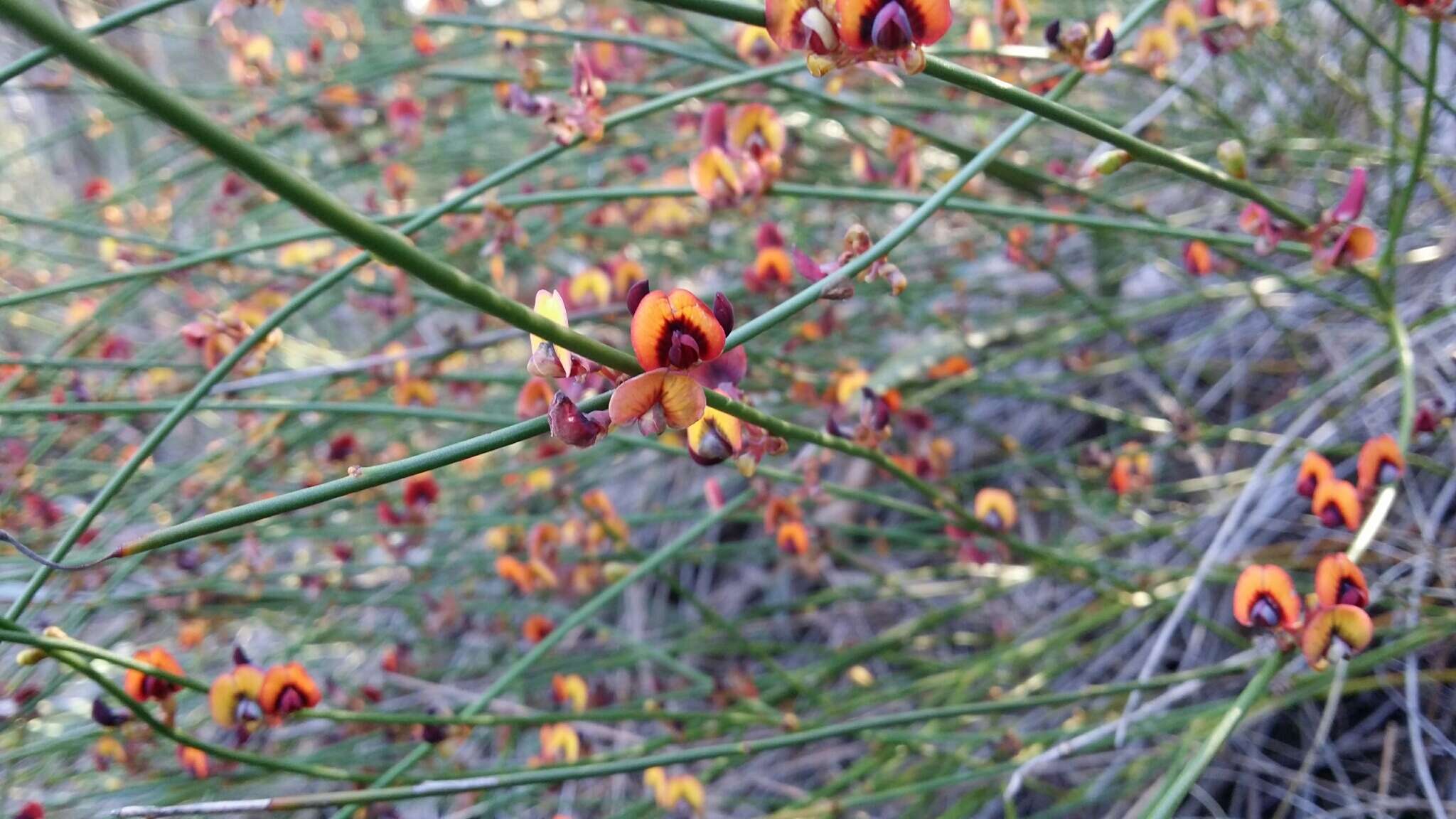 Daviesia triflora Crisp resmi