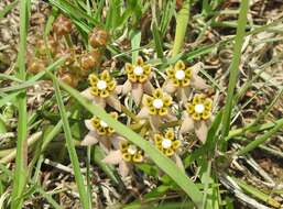 Sivun Asclepias multicaulis (E. Mey.) Schltr. kuva