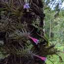 Image de Tillandsia tenuifolia var. vaginata (Wawra) L. B. Sm.