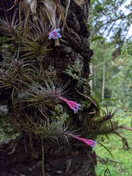 Image of Tillandsia tenuifolia var. vaginata (Wawra) L. B. Sm.