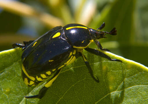 Image of Rutela lineola (Linnaeus 1758)