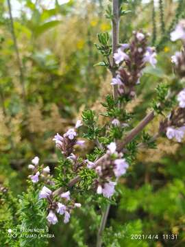 Imagem de Clinopodium fasciculatum (Benth.) Govaerts