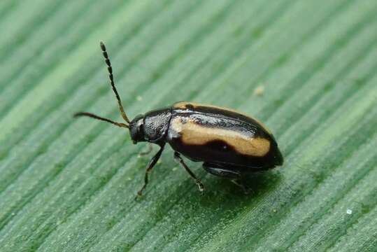 Image of Striped flea beetle