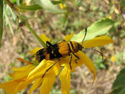 Image of Amorpha Borer