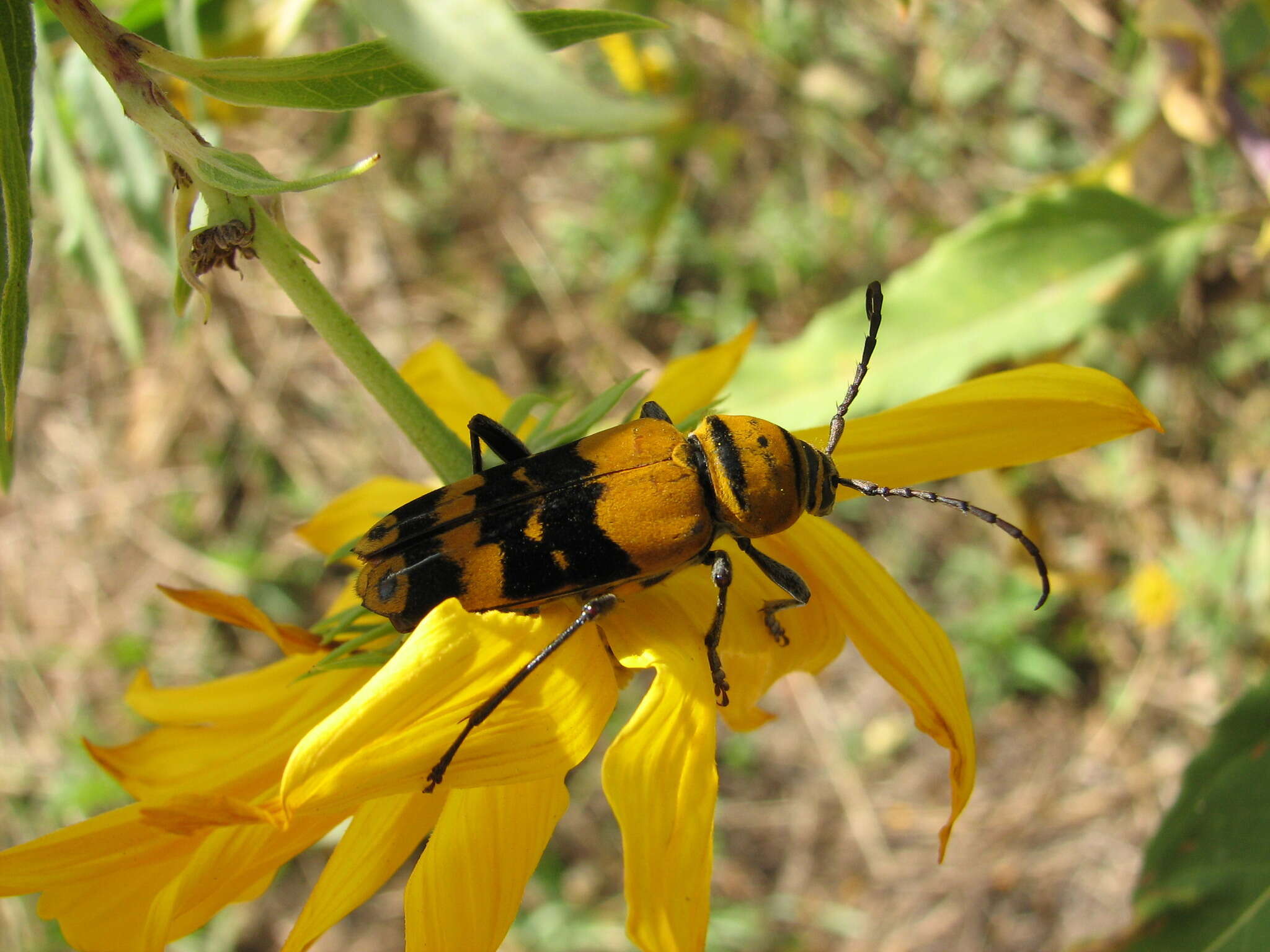 Image of Amorpha Borer