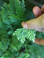 Image of electric fern