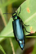 Image of Lytta (Poreopasta) cyanipennis (Le Conte 1851)